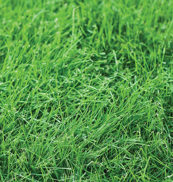 How to Grow Tall Fescue