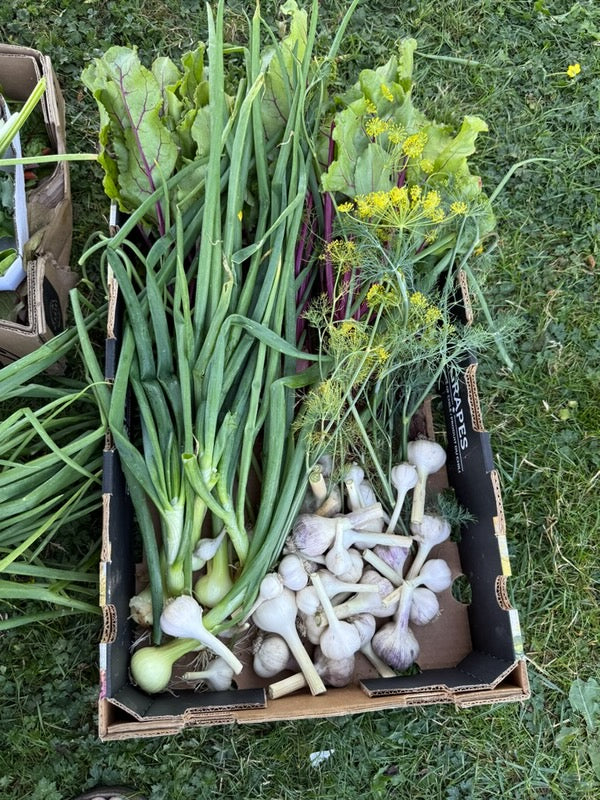 Sunshine Community Garden Food Donations