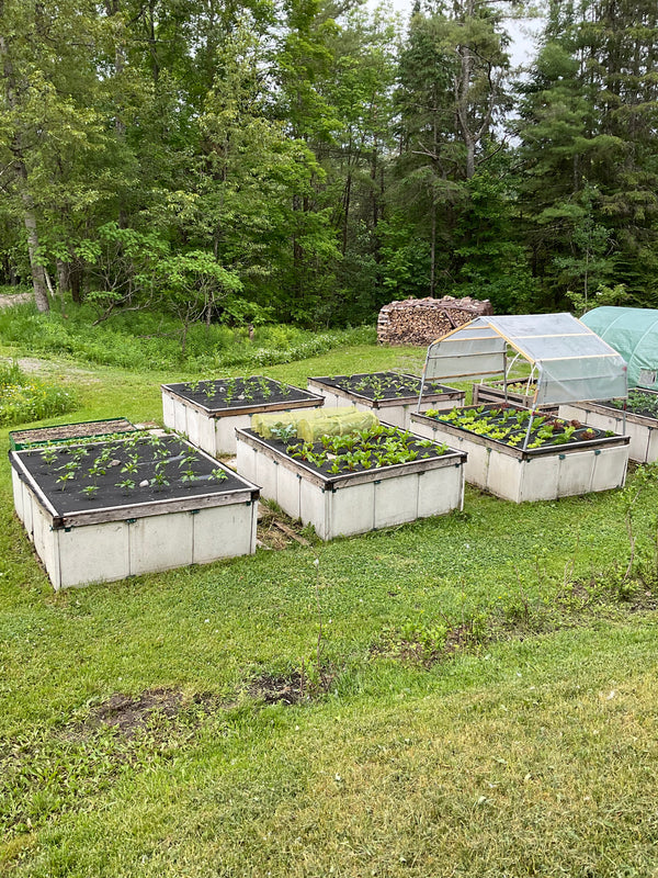 My First West Coast Seeds Experience