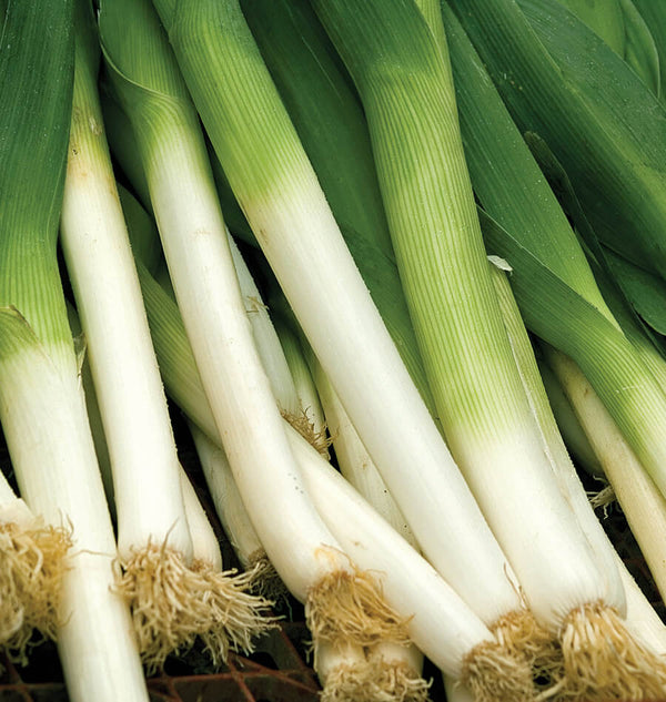 How to grow leeks
