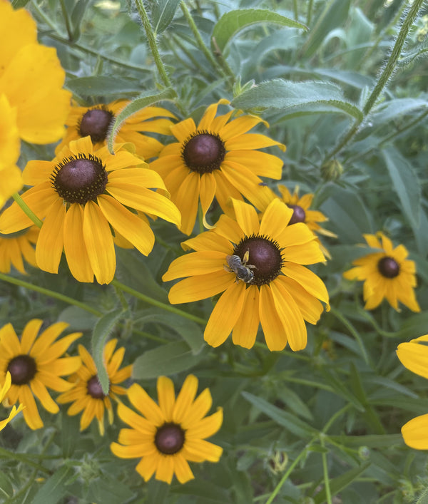 bee collecting nectar on spring flower west coast seeds