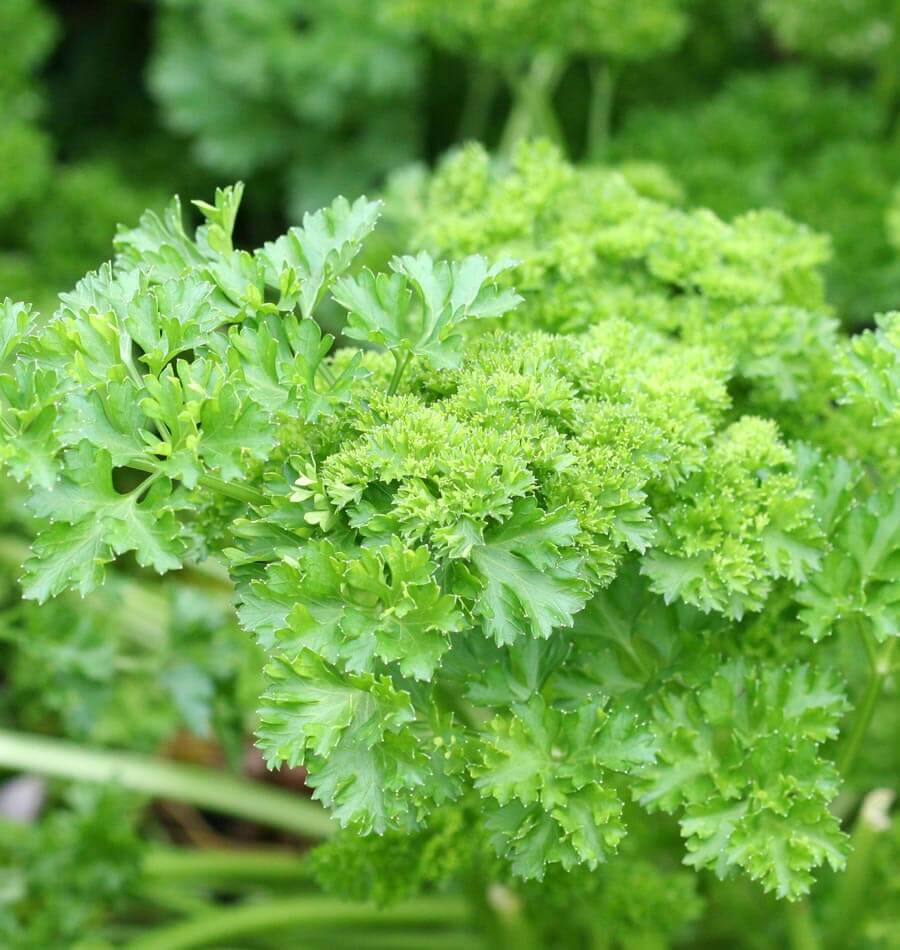 Parsley