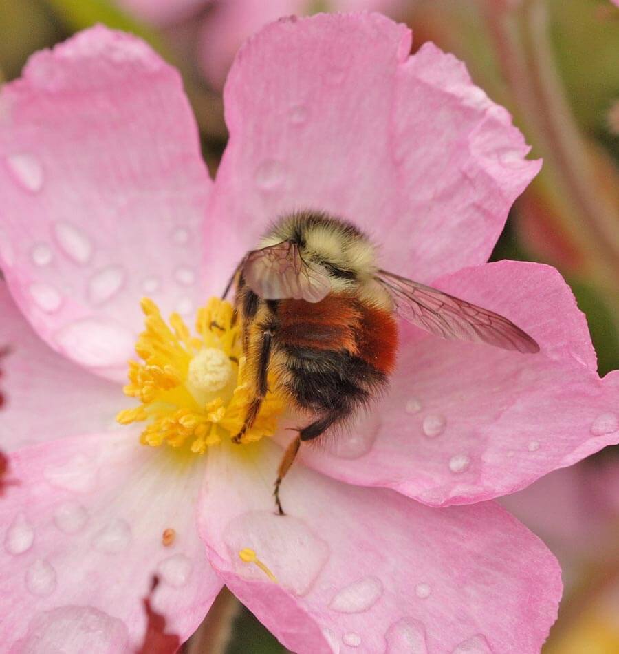 Planting a Bumblebee Garden – West Coast Seeds