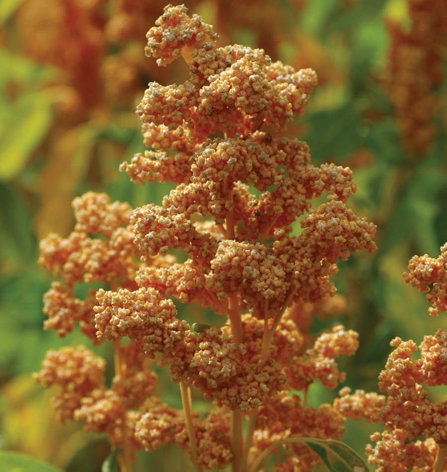 How to Grow Quinoa from Seeds | West Coast Seeds