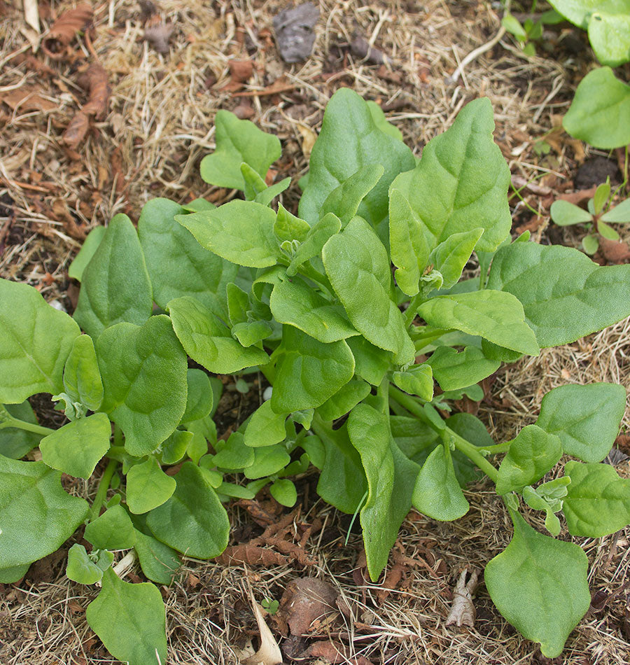 How to Grow New Zealand Spinach West Coast Seeds