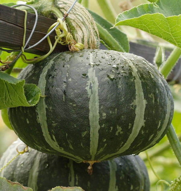 How to grow squash