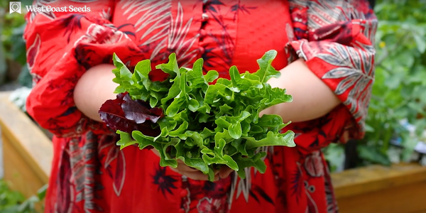 Lettuce: Grow Your Own Salad
