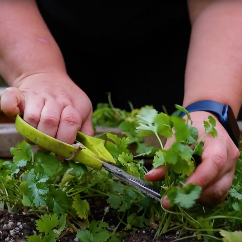 Cilantro: How to have success with this tricky crop – West Coast Seeds