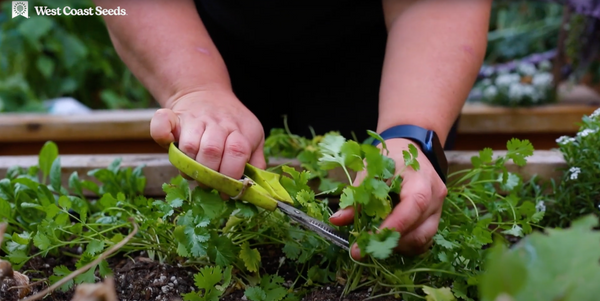 Cilantro: How to have success with this tricky crop