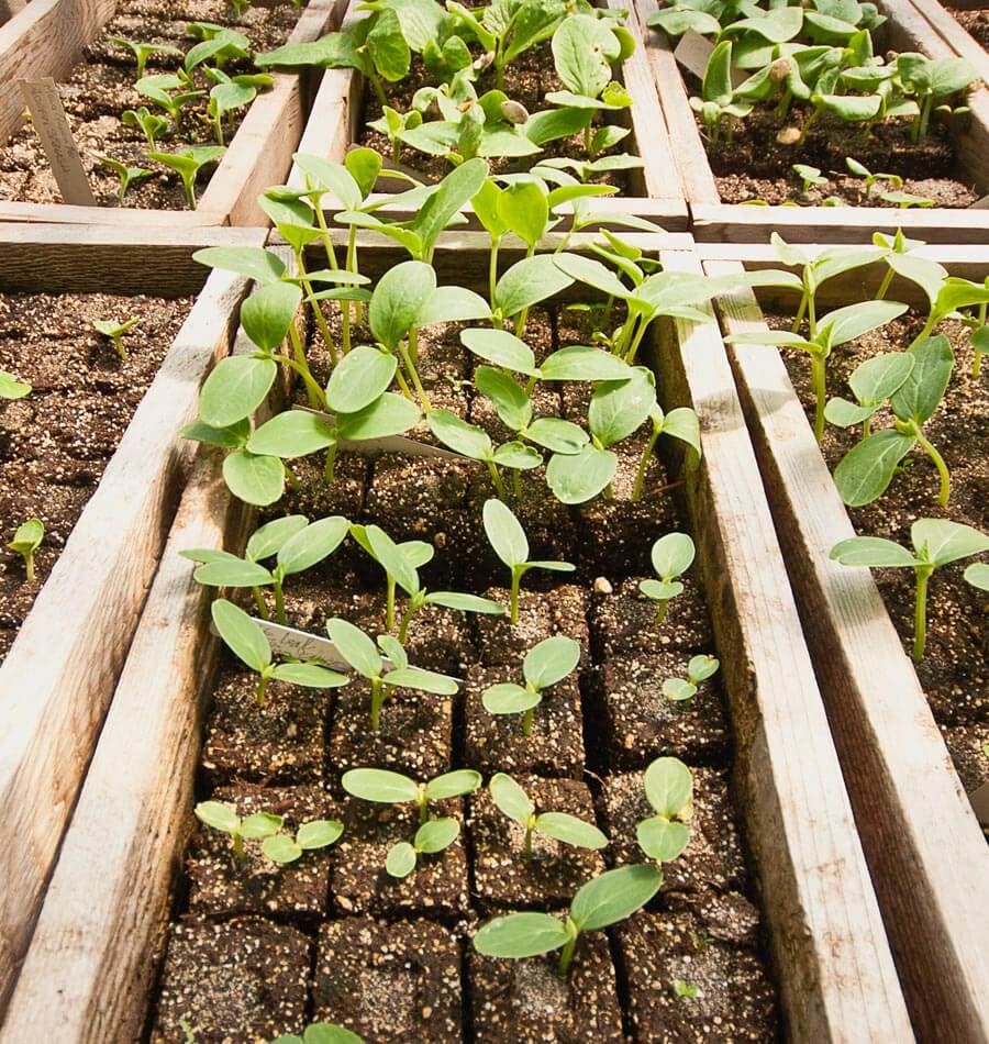 Eliot Colmans Soil Block Recipe – West Coast Seeds