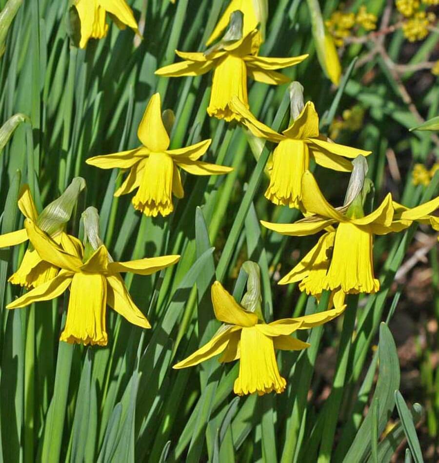 Spring is on the Way – West Coast Seeds