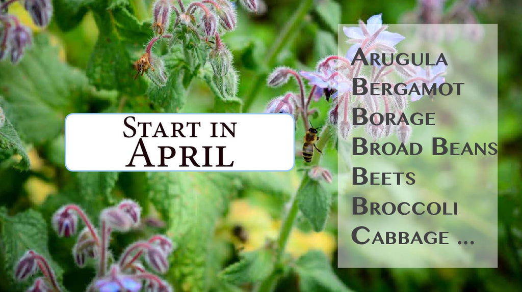 April Roots Seeds to Start in April – West Coast Seeds