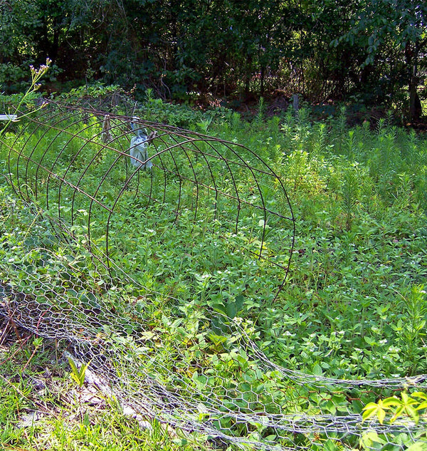 Growing Edible Weeds