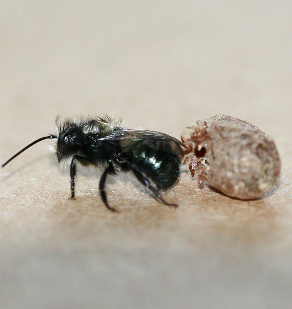 Mason Bee Care Instructions