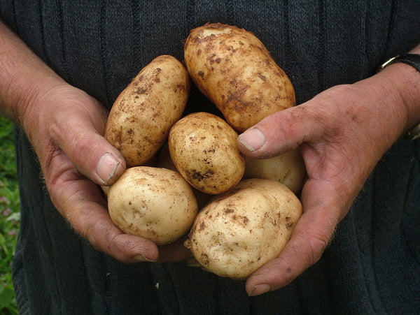 How to Get Your Potatoes Off to a Great Start