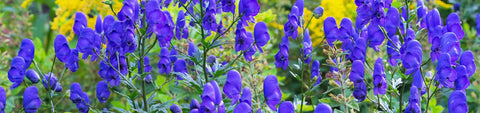 Aconitum Seeds