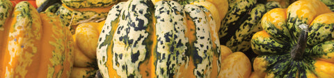 Acorn Squash Seeds