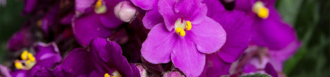 African Violet Seeds