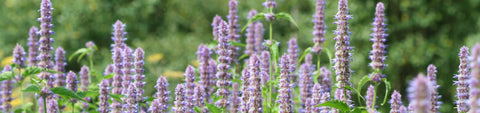 Agastache Seeds