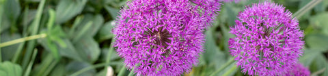 Allium Seeds