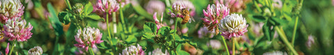 Alsike Clover Seeds