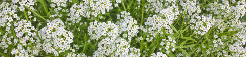 Alyssum Seeds