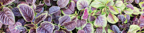 Amaranth Seeds