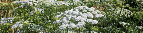 Ammi Seeds