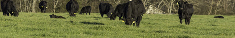 Annual Ryegrass Seeds