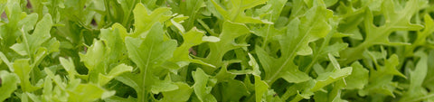 Arugula Seeds