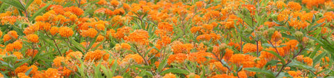 Milkweed Seeds