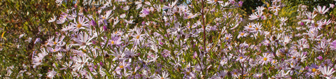 Aster Seeds