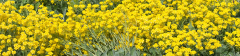 Aurinia Seeds