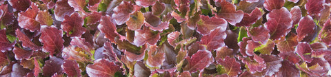 Baby Leaf Lettuce Seeds