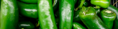 Salsa Garden