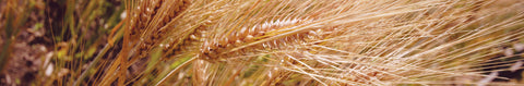 Barley Seeds
