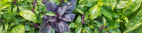 Basil Seeds