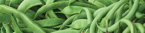 Bean Seeds