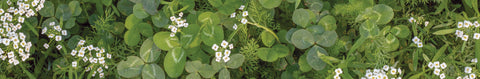 Bee Turf Seeds