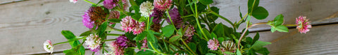 Bees in Clover Seeds