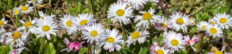 Bellis Seeds