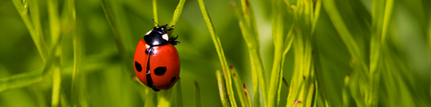 Beneficial Insect Collection