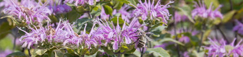 Bergamot Seeds