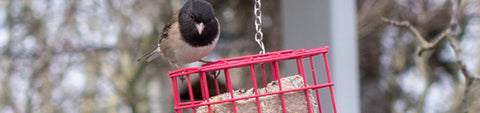 Bird Seeds and Feeders