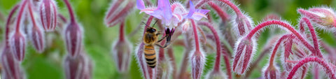 Borage Seeds