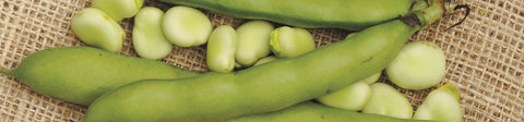 Broad Bean Seeds