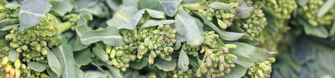 Broccoli Raab Seeds