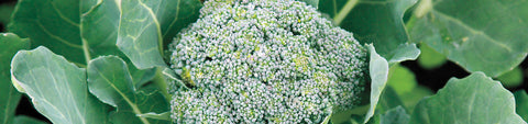Broccoli Seeds