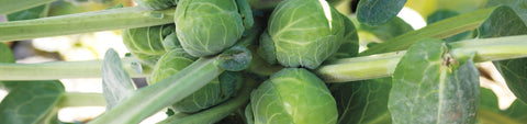 Brussels Sprouts Seeds