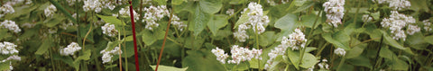 Buckwheat Seeds